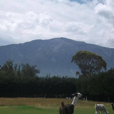 Wacky Stays - Unique Farm-Stay Glamping Rentals, Free Animal Feeding Tours Kaikoura Kültér fotó