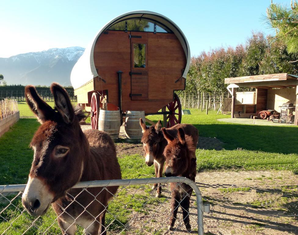 Wacky Stays - Unique Farm-Stay Glamping Rentals, Free Animal Feeding Tours Kaikoura Kültér fotó